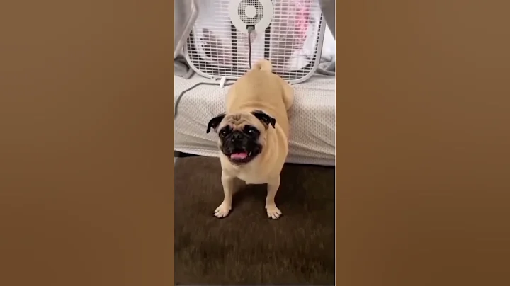 Dog farts in a fan