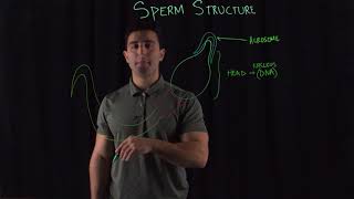 Sperm Structure