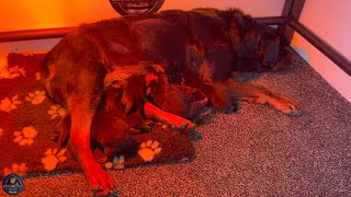 1 Week Old Rottweiler Puppies
