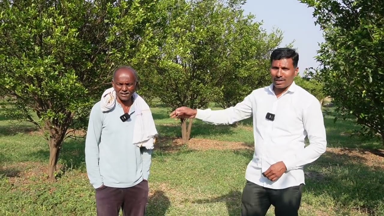 संत्रा फळबाग लागवड सेंद्रिय पद्धतीने सर्व अडचणी सोडविल्या कोळशी नाही डिंक नाही पिवळेपणा पण नाही 