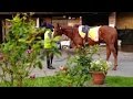 Stable life: Home at the yard