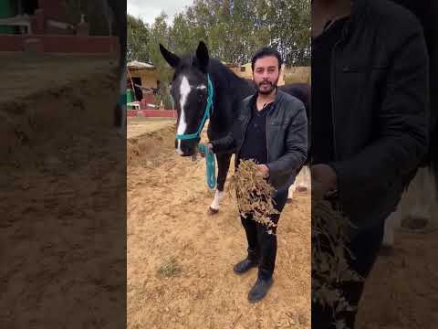 الغذاء الذهبي للخيول ٦٠شو مع الدكتور حاتم ستين