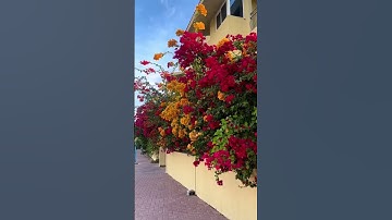 Thumbnail of Multicolor Bougainvillea plant - perennial plant #gardeningideasforhome #gardening
