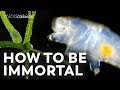 Do Microscopic Immortals Actually Exist?