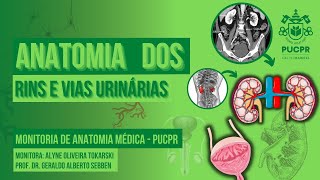 Rins, Vias Urinárias e Bexiga - Monitoria de Anatomia Médica PUCPR