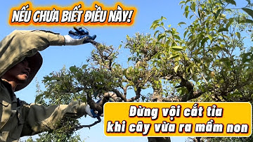 Kinh nghiệm thực tế :Đừng vội cắt tỉa khi cây vừa ra mầm non nếu chưa biết điều này!#bonsai #caycanh