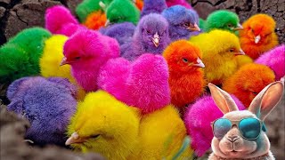 World Cute Chickens, Colorful Chickens, Rainbows Chickens, Cute Ducks,Cat, Rabbit,Cute Animals 🐤🦆🐟🐠