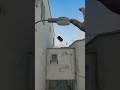 Huge Doors Smoke From Spawn On Dust 2 #shorts #cs2