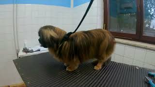 Grooming Pekingese - First Grooming at 8 years old by Dlakca pet grooming 730 views 2 years ago 3 minutes, 37 seconds