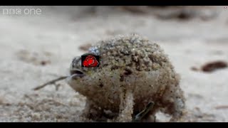 Squeaking Fanatic