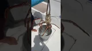 Prawn Fish .1Foodtech Fishing In Sea Fish Farming
