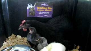 Delaware Blue Hen Broody & Chicks