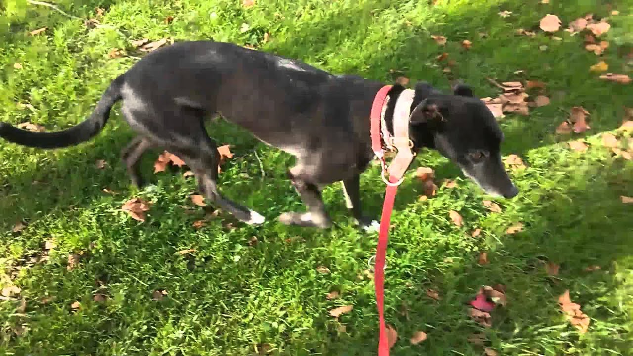 Millar's first off lead session