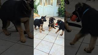 Active games of small funny German Shepherd puppies Odesa Ukraine
