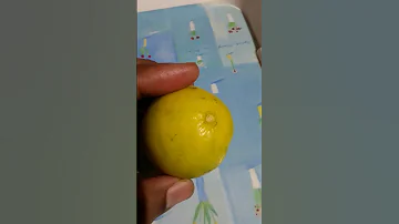 Mota Chilka Wala Limbu Na Le Viral Limbu 