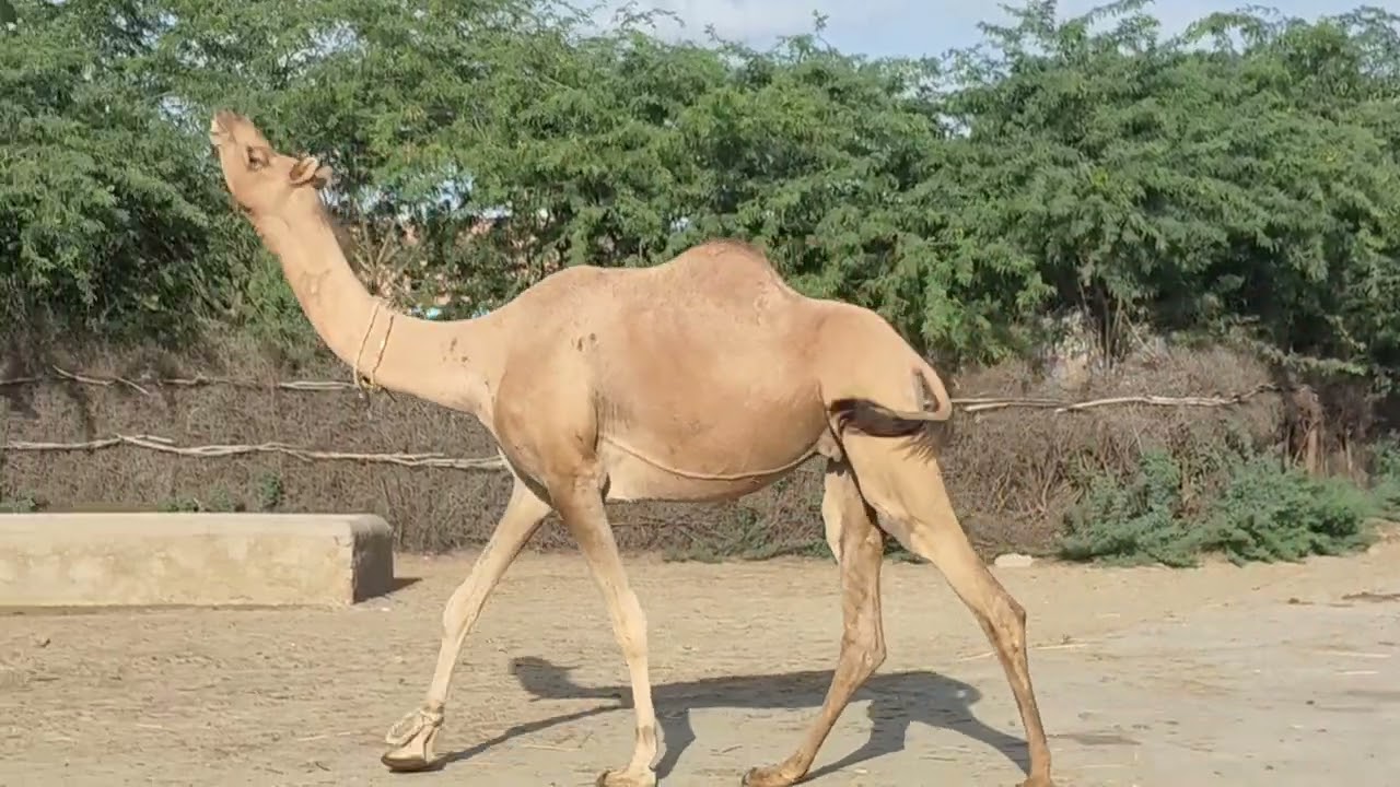 Ship of Desert: Camels going back to the farm after quenching thirst | Camel store water in his hump