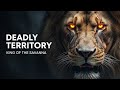 Inside a Lion’s Deadly Territory 🦁 | The King’s Brutal World (Full Documentary)