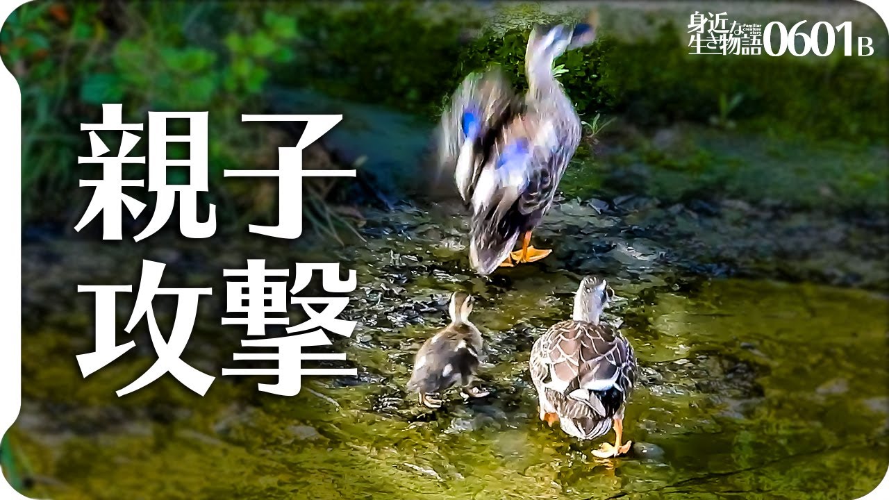 0601B【カルガモ親子連携】母鴨が母と子に襲われるカモの喧嘩。雛が