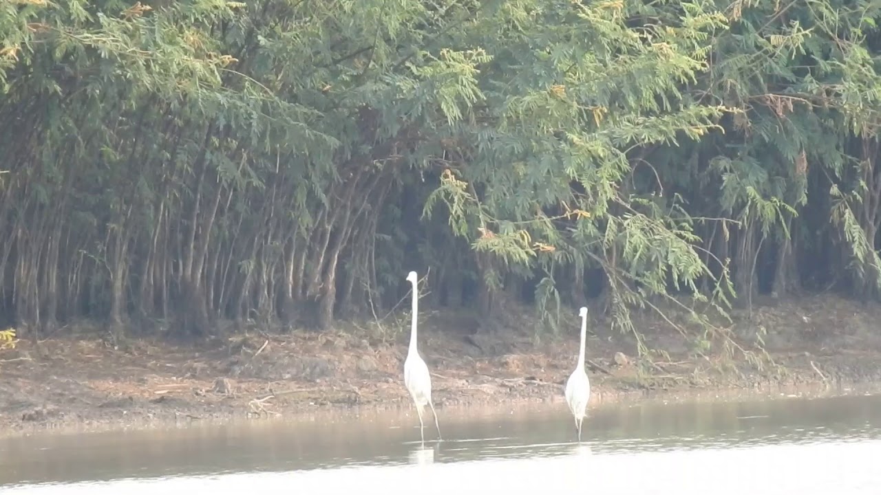 Great White Egret Symbolism , Cambodia Bird watching