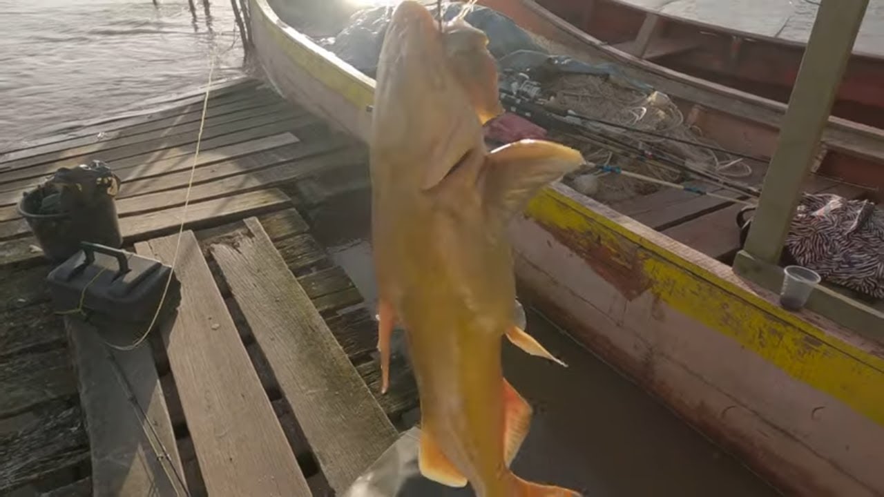 Catfish Fishing in River (Official Video)