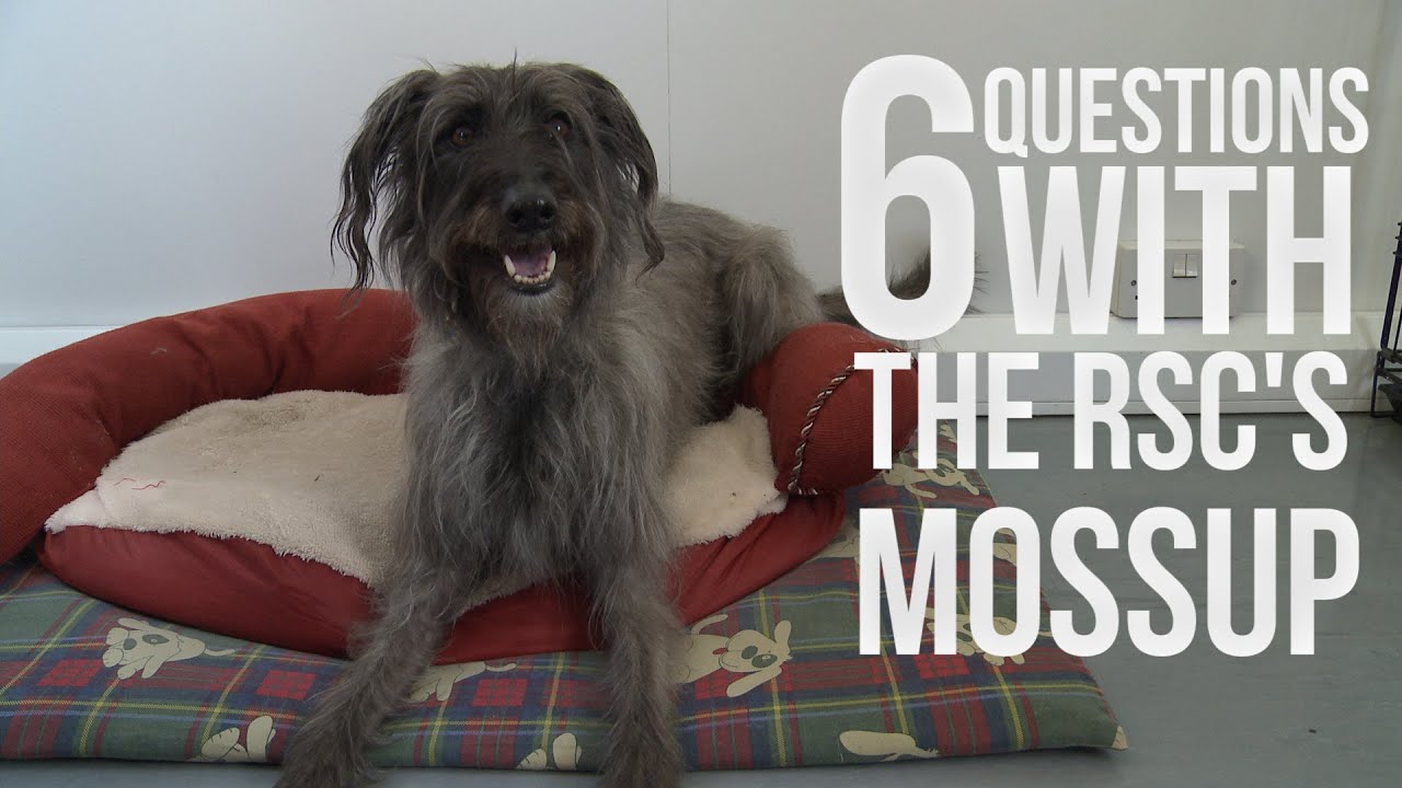 Mossup We interview the RSC's Mossup the Dog - YouTube