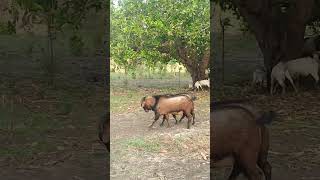 KAMBING KACANG JANTAN @peternak kambing pedesaan
