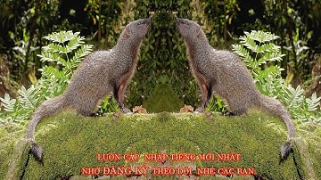 TIẾNG CHỒN ĐÈN CÁI KÊU | ÂM THANH CHỒN ĐÈN CÁI KÊU DÙNG BẪY THÒNG LỌNG