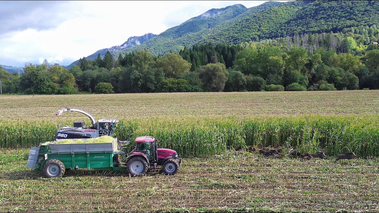 Кабаны в кукурузе, кукурузный силос с кормоуборочным комбайном Claas Jaguar 980 в RD Терчова
