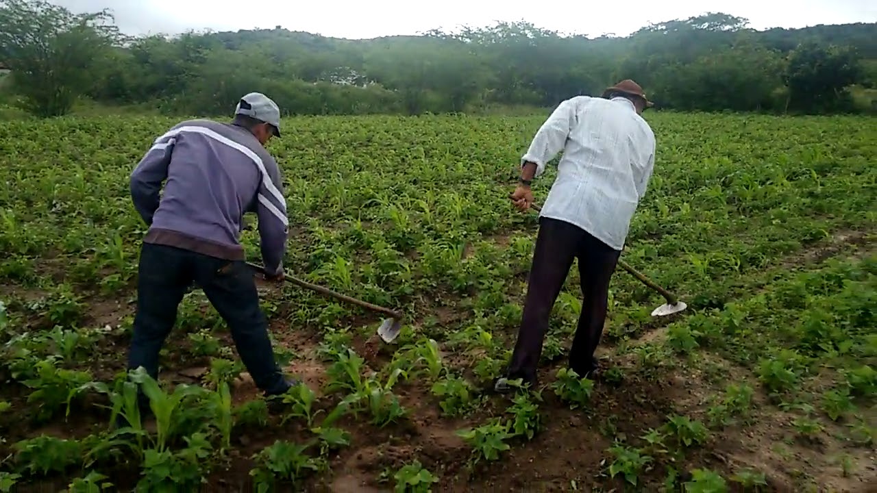 Trabalhador rural trabalhando na roça de Zé calixto - YouTube