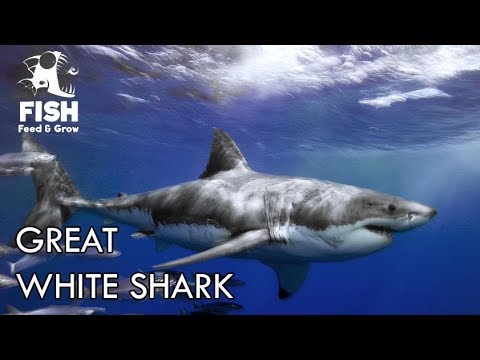 NYOBAIN JADI GREAT WHITE SHARK!- Feed And Grow Fish - YouTube