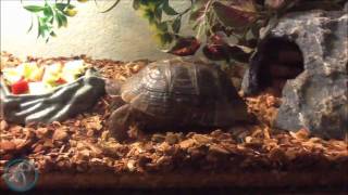 How To Tell If you have a healthy Tortoise