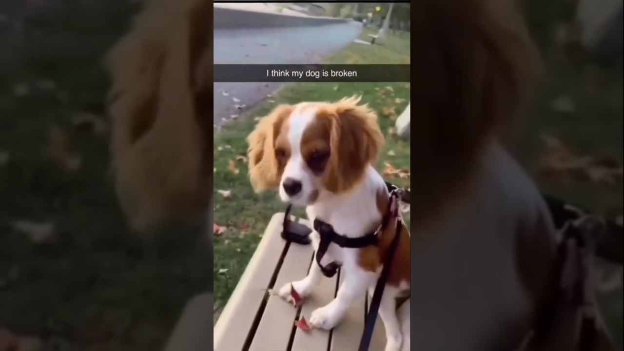 dogs being idiots part 385 