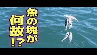 #1 巨大イカダの上から魚の塊が釣れた！！