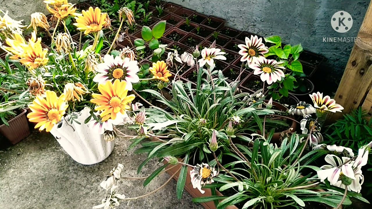 زراعة نبات #الجازانيا | متطلبات الزراعة_طرق العناية بالنبات وطرق الإكثار ..