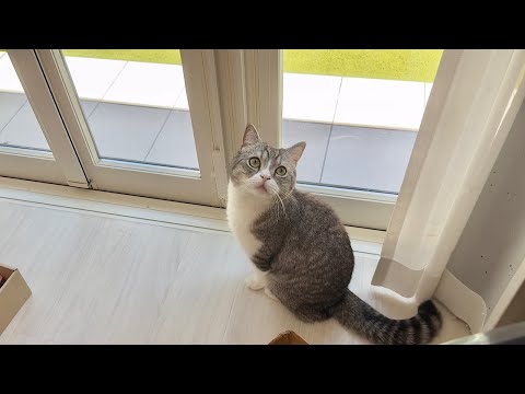 ゆきもち様 真夏でもお構いなしに密着して寝てくる猫に困ってます…笑 - YouTube