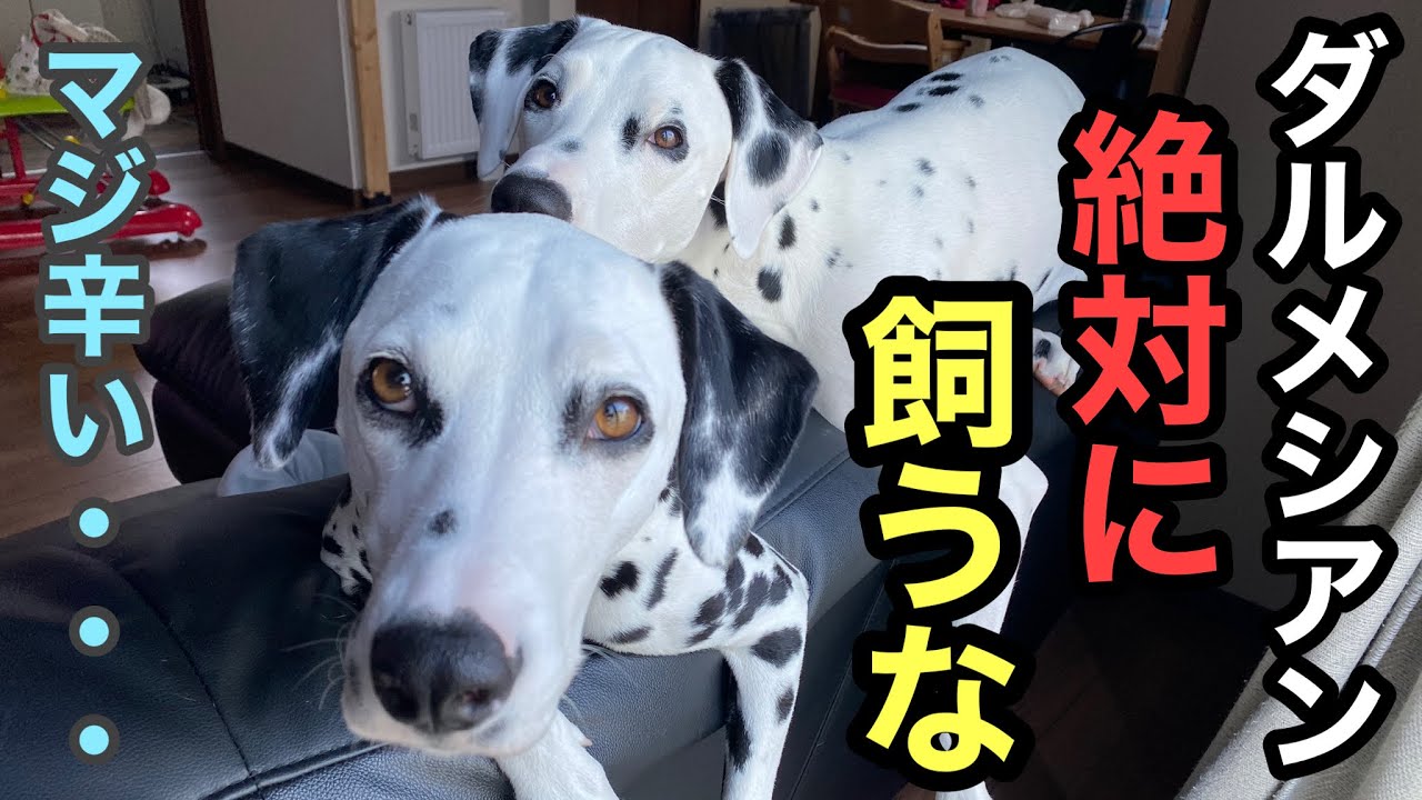 ダルメシアンを飼うのに向いていない人 ダルメシアンを迎えるために大切な２つ目の知識を伝えます ダルメシアン 大型犬 ホントに辛い Youtube