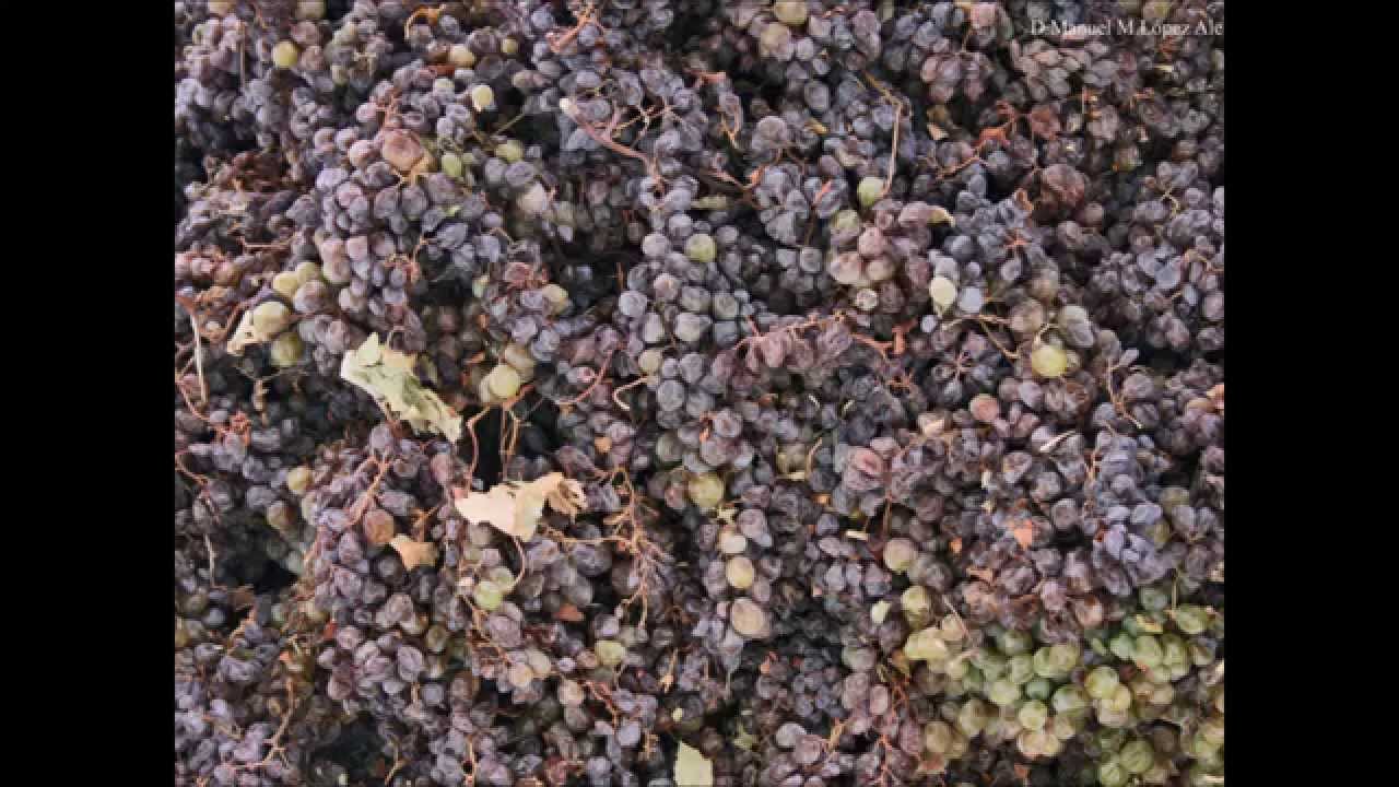Carmelo Simón cata el Fino de Gran Barquero
