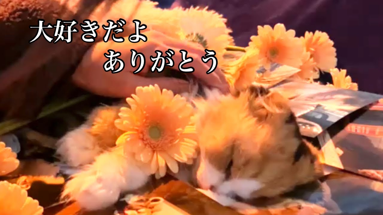 【突然のお別れ】愛猫ティッティとの最期の夜…虹の橋を渡るまで【 大切な命  最期の記録】