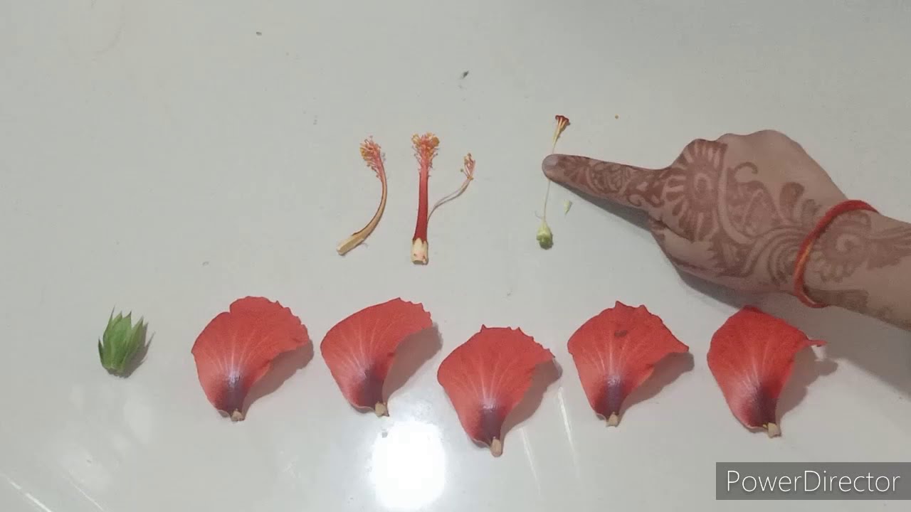 Dissection of a Hibiscus flower - YouTube