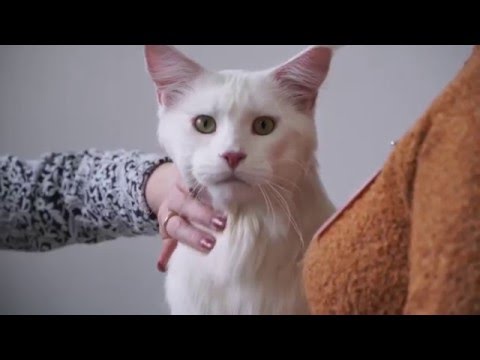 Выставка кошек | Клуб любителей кошек «Москва»