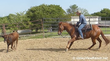 Smooth Maximus - working cows! - ValleyViewRanch.net