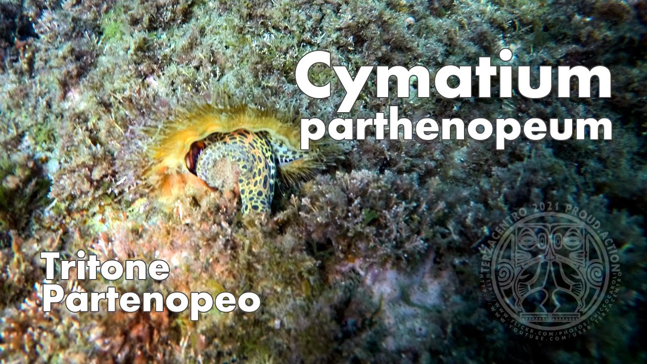 Cymatium parthenopeum, Tritone Partenopeo.