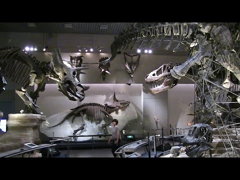 上海の国立博物館置物 国立科学博物館 特別展「大地のハンター展 ～陸の上にも4億年