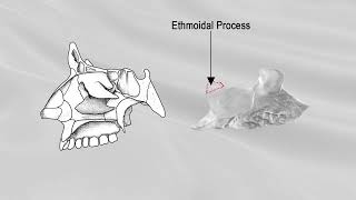 INFERIOR NASAL CONCHA