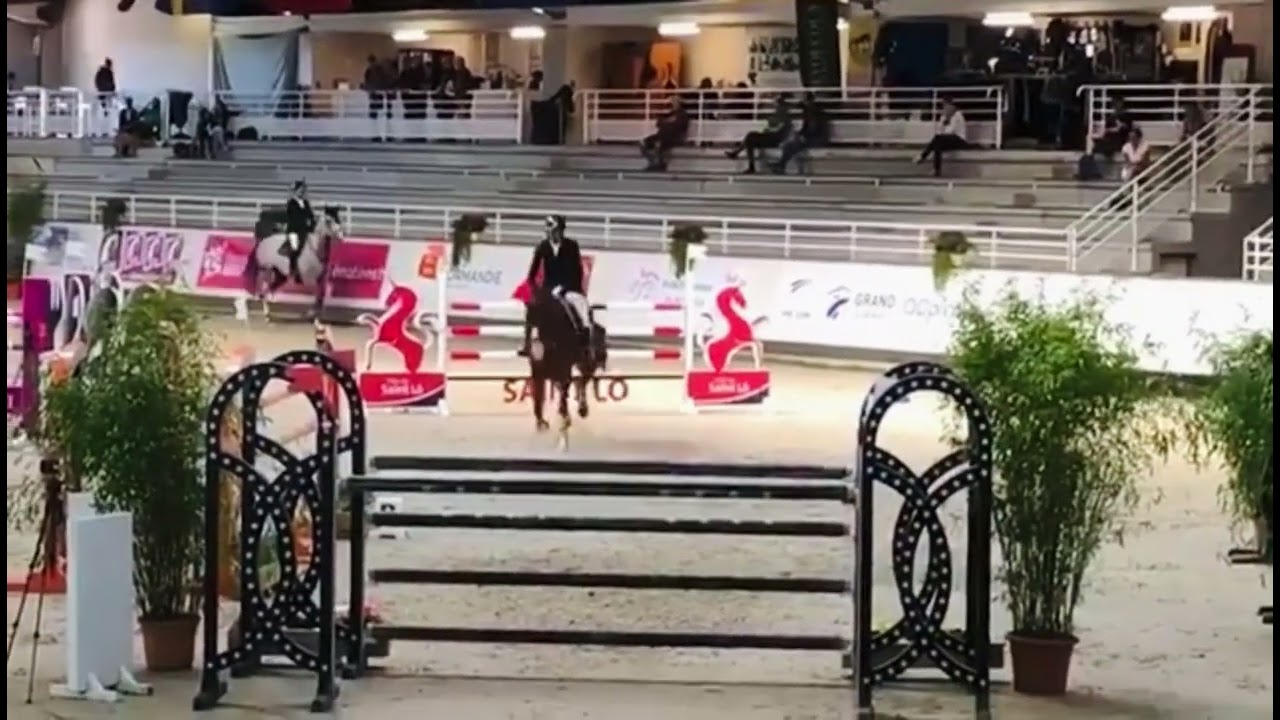 Qidimieux bois margot Z (Qlassic x Quaprice) stallion 