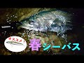 一押しルアーで春シーバス釣行DAY2&3 編【トライデント90S / シャローアサシン99F FB】