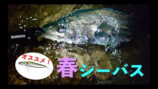 一押しルアーで春シーバス釣行DAY2&amp;3 編【トライデント90S / シャローアサシン99F FB】
