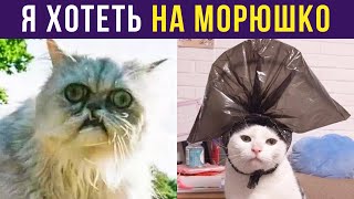 Приколы с котами. Я ХОТЕТЬ НА МОРЮШКО | Мемозг #268