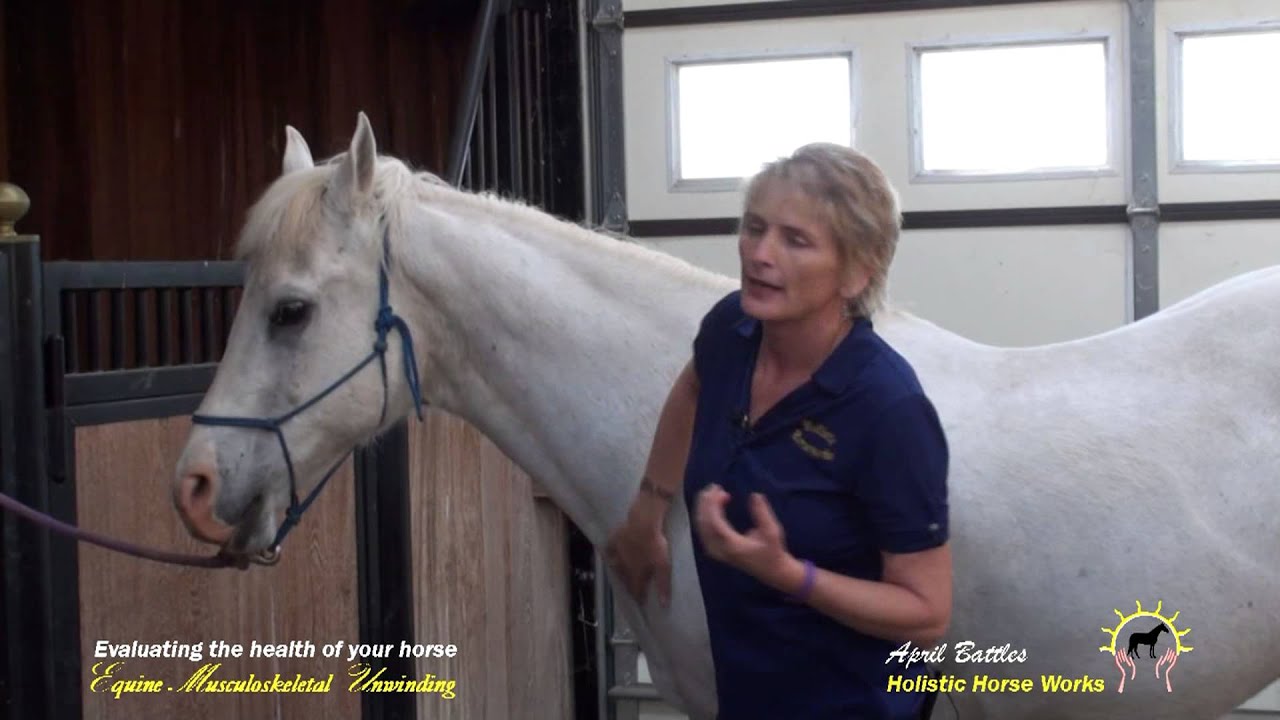 Evaluating the health of your horse Holistic Horseworks LLC YouTube