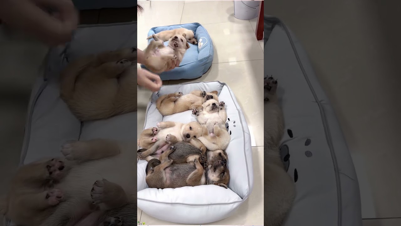 I Lined Up My Puppies For Bedtime!😁 #CutePuppies #PuppyBedtime #CuteDogs #DogLovers
